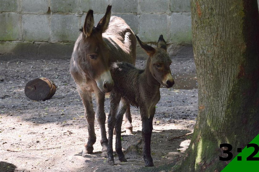 Osiołek urodził się w Starym Zoo w Poznaniu