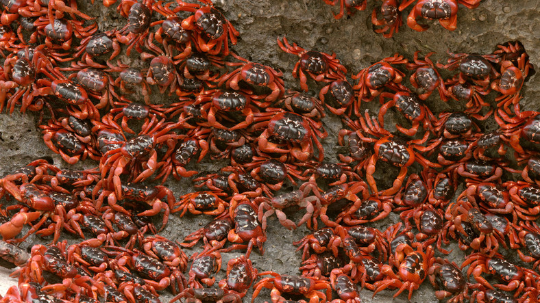 Migracje czerwonych krabów na Wyspie Bożego Narodzenia
