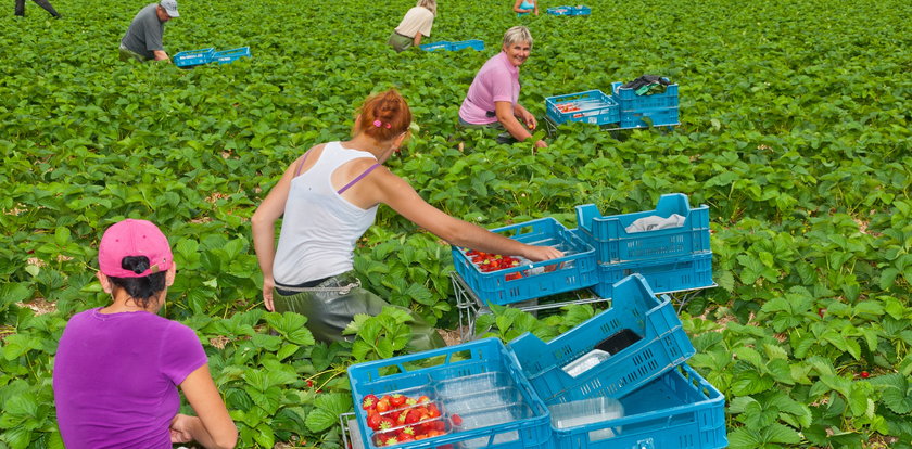 Jeździsz na truskawki do Niemiec? Za fatalne warunki na plantacjach zabierają się związki zawodowe