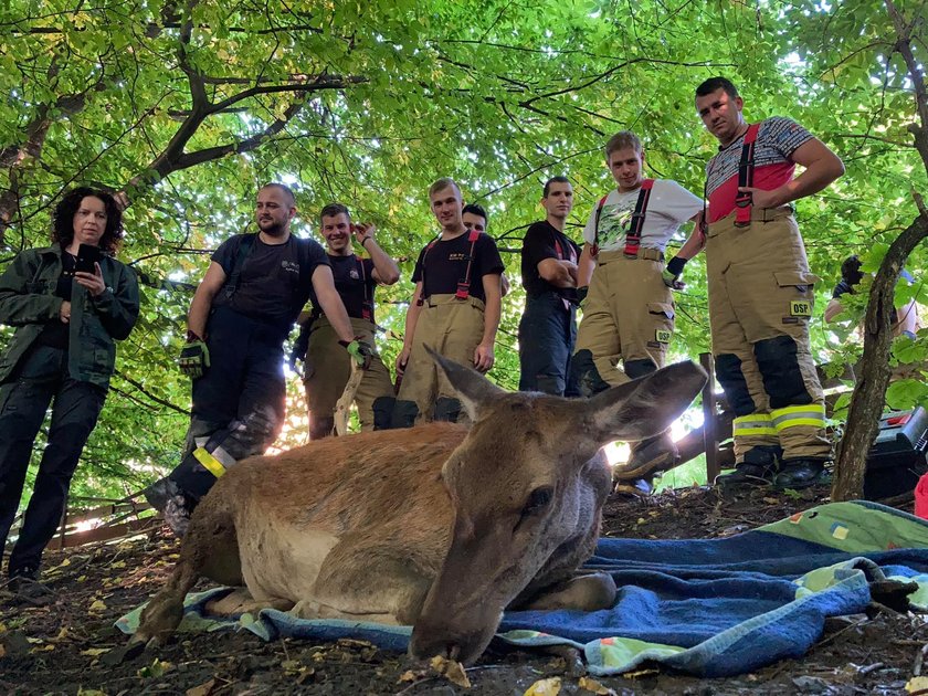 Wybrała się na jabłuszka i wpadła w tarapaty, na szczęście sztab ludzi łanię uratował