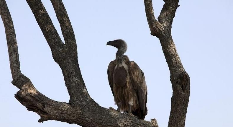 An African White Backed Vulture sits on a tree in the Serengeti National Park plains August 18, 2012. REUTERS/Noor Khamis