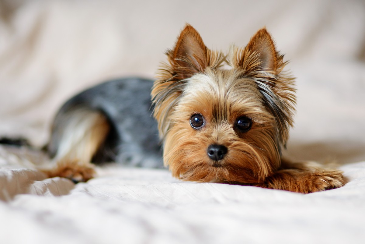 Yorkshire terrier, york, pies