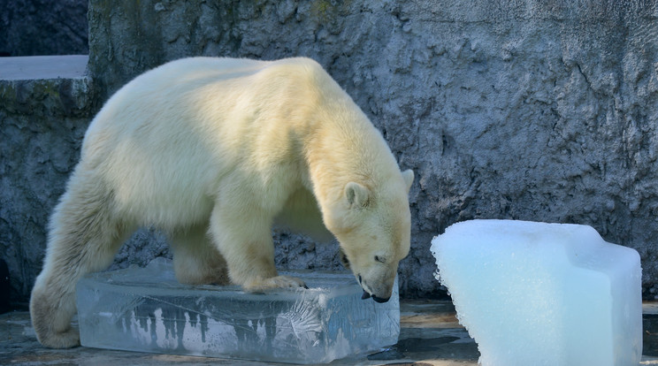 A kifutóba bekészített
hatalmas jégtömböket szívesen nyalogatják a hőségben
a jegesmedvék /Fotó: Bagosi Zoltán