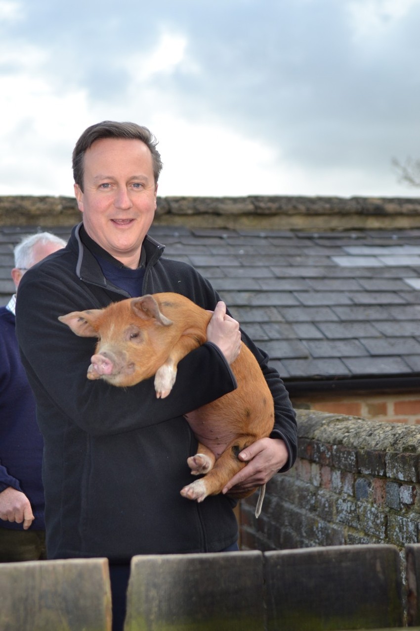 Dejvid Kameron je optužen za nemoralno ophođenje prema mrtvoj svinji