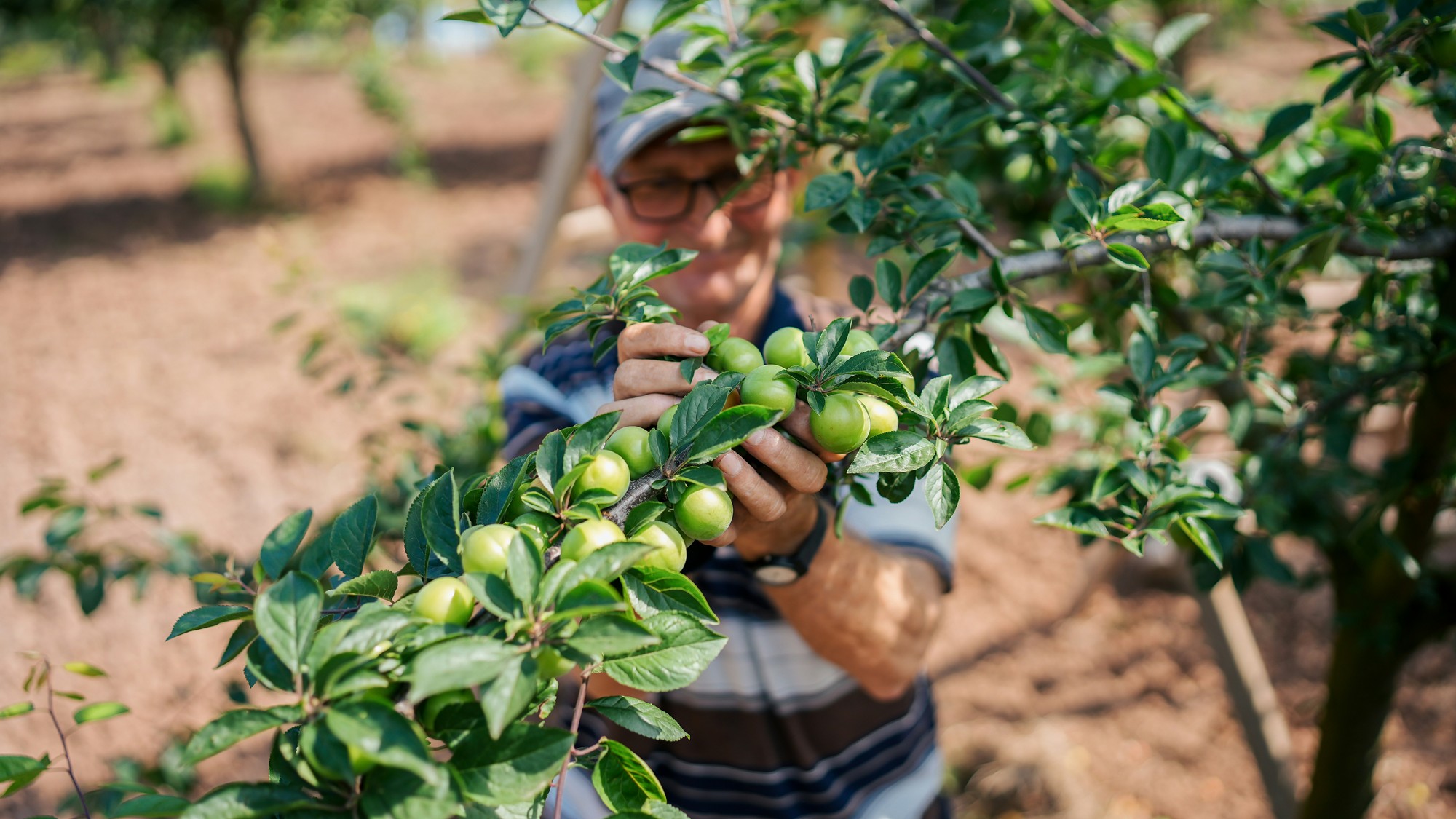 Obdobie teste po zime je dôležité pre ovocné stromy.