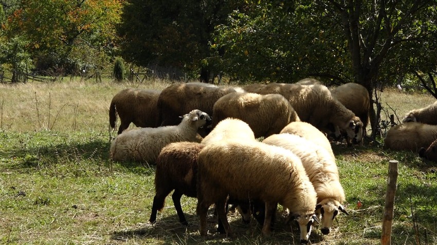 Meštani uplašeni za stoku, ali i za svoje živote