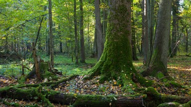 Białowieski i Biebrzański parki narodowe zamknięte