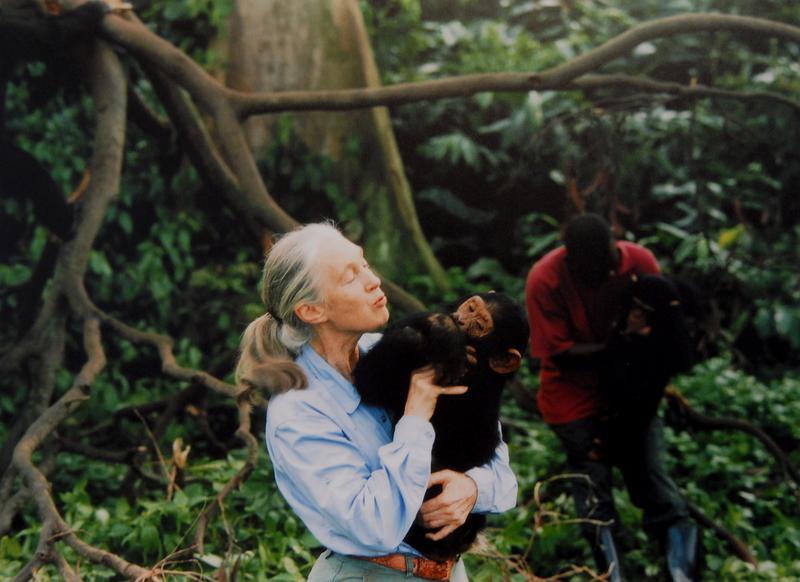 Jane Goodall Fotó: GettyImages