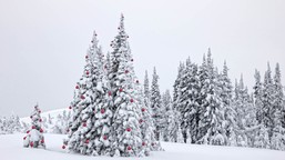 jak tradycja zrobiła z drzew symbole