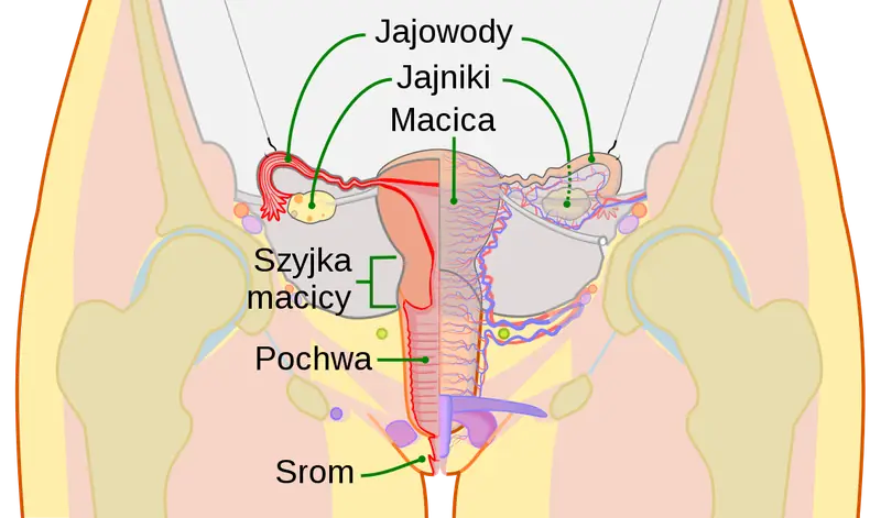 Schemat żeńskich narządów płciowych / CDC domena publiczna