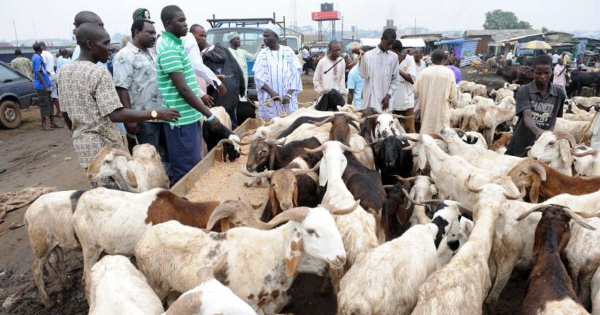 Kano agro-project targets 1.8m livestock for vaccination in the state - Vimarsana News