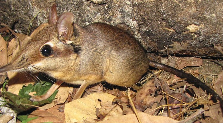 Petrodromus tetradactylus-Zootaxa