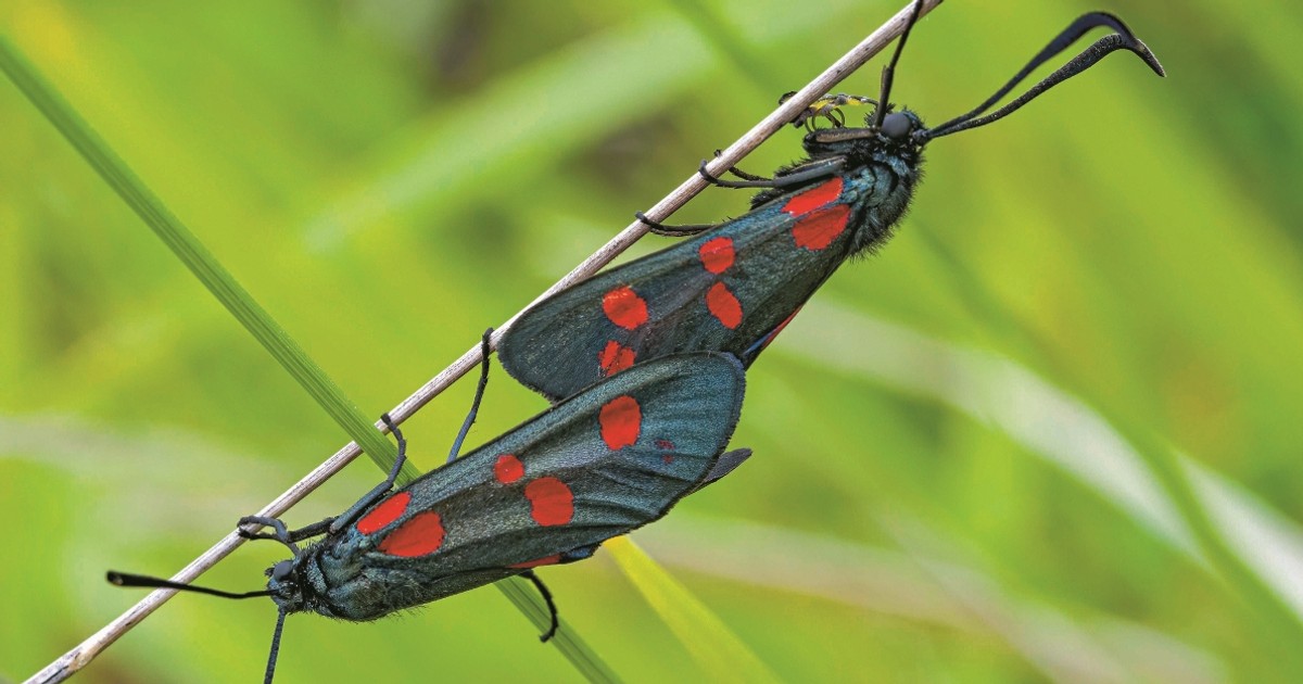 Tym plamkom barwę nadaje cyjanowodór. Jest śmiertelnie niebezpieczny