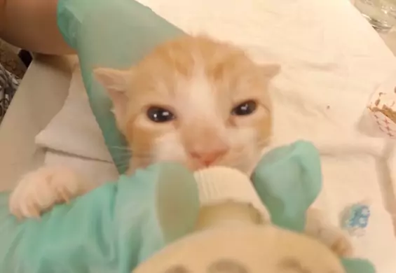 Jak wygląda praca w żłobku dla kotów? Ta pielęgniarka przez dzień nagrywała wszystko kamerką GoPro