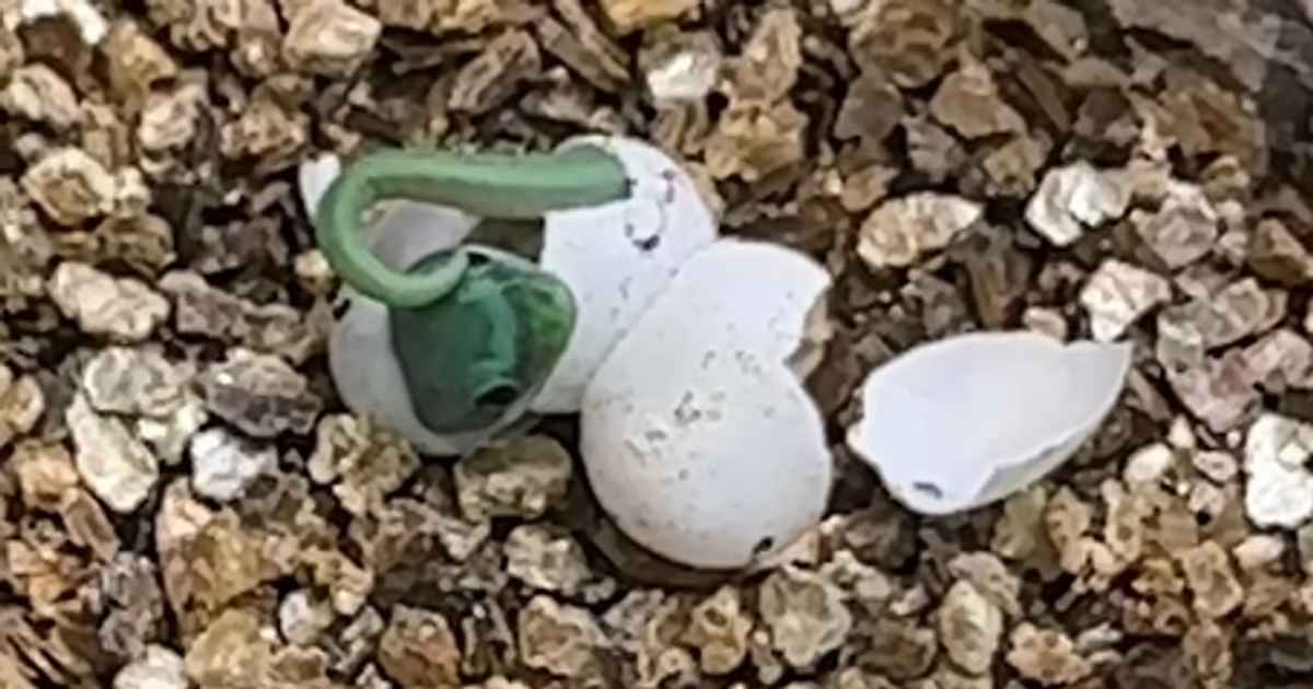 Zielona perełka wykluła się w zoo