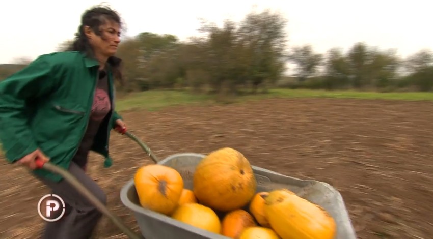 Svaki dan je ispunjen napornim radom i brigom o životinjama