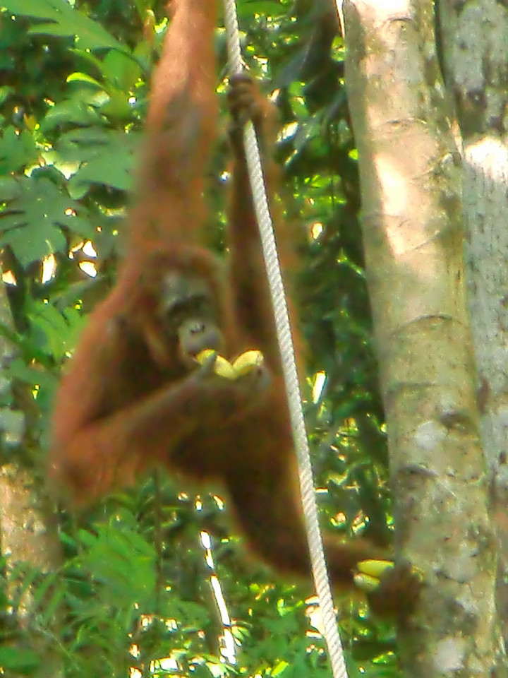 Borneo, Semenggoh Wildlife Centre