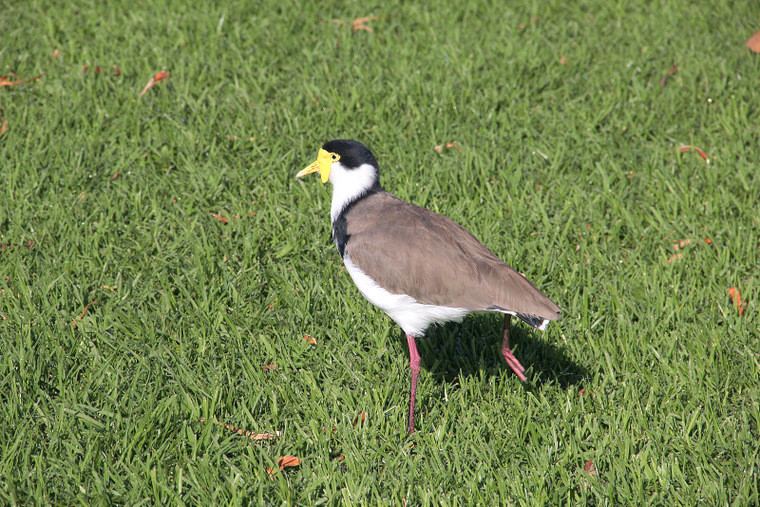 Australijska fauna