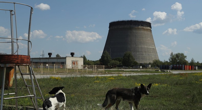 Stray dogs hang out near an abandoned, partially-completed cooling tower at the Chernobyl nuclear power plant.Sean Gallup/Getty Images