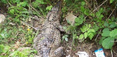 Pyton w Warszawie, krokodyl pod Gdańskiem... Leśnicy ostrzegają