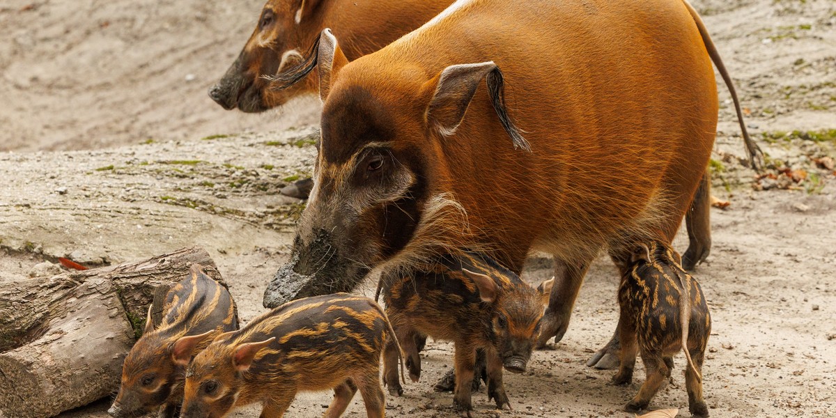 W Slaskie Zoo urodzily sie male swinki rzeczne