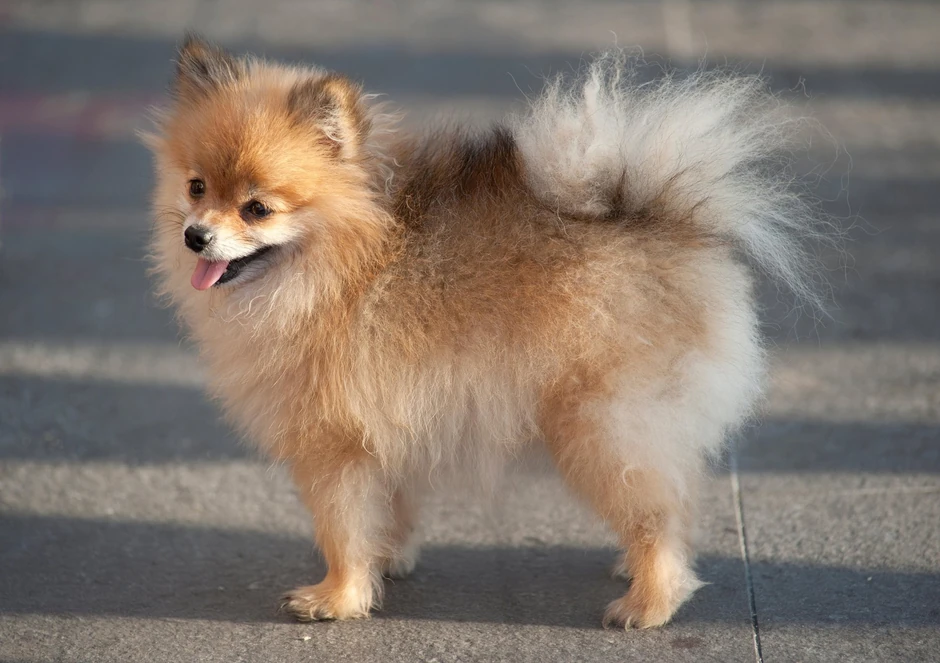Pomeranac