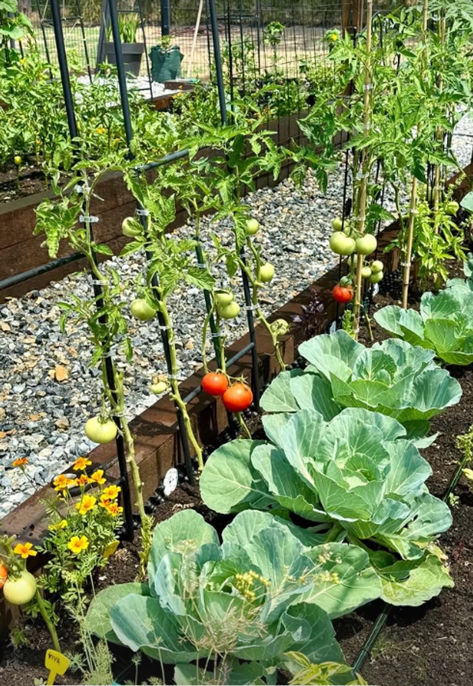 Bašta Sonje Lazetić