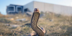 Panika w Chorwacji. Kraj zalewa plaga niebezpiecznych i dużych węży