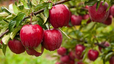 owiń nią pień jabłoni. szkodniki będą trzymać się z daleka