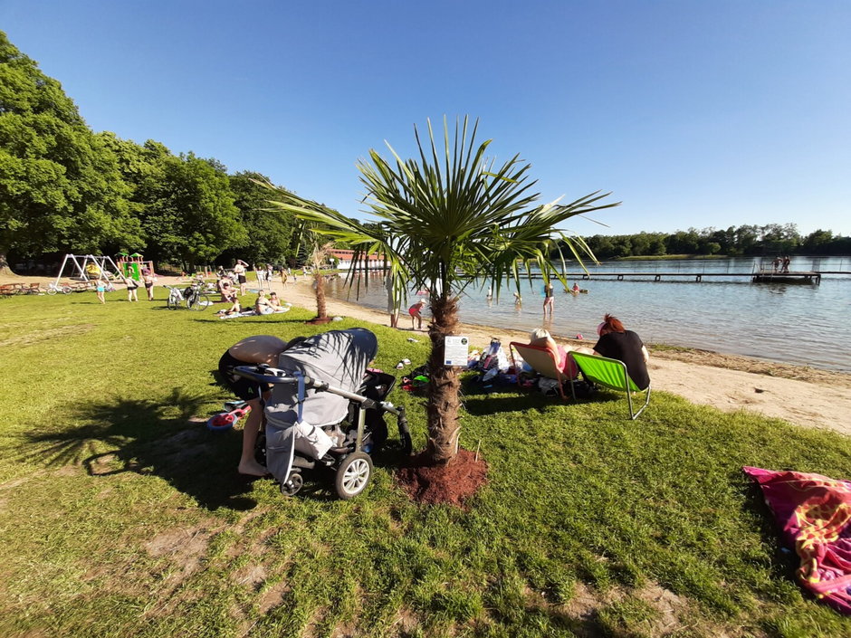 Palmy na miejskiej plaży w Choszcznie