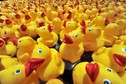 Duck Race