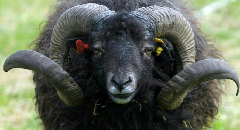 The sheep knocked the pensioner over before trampling him to death