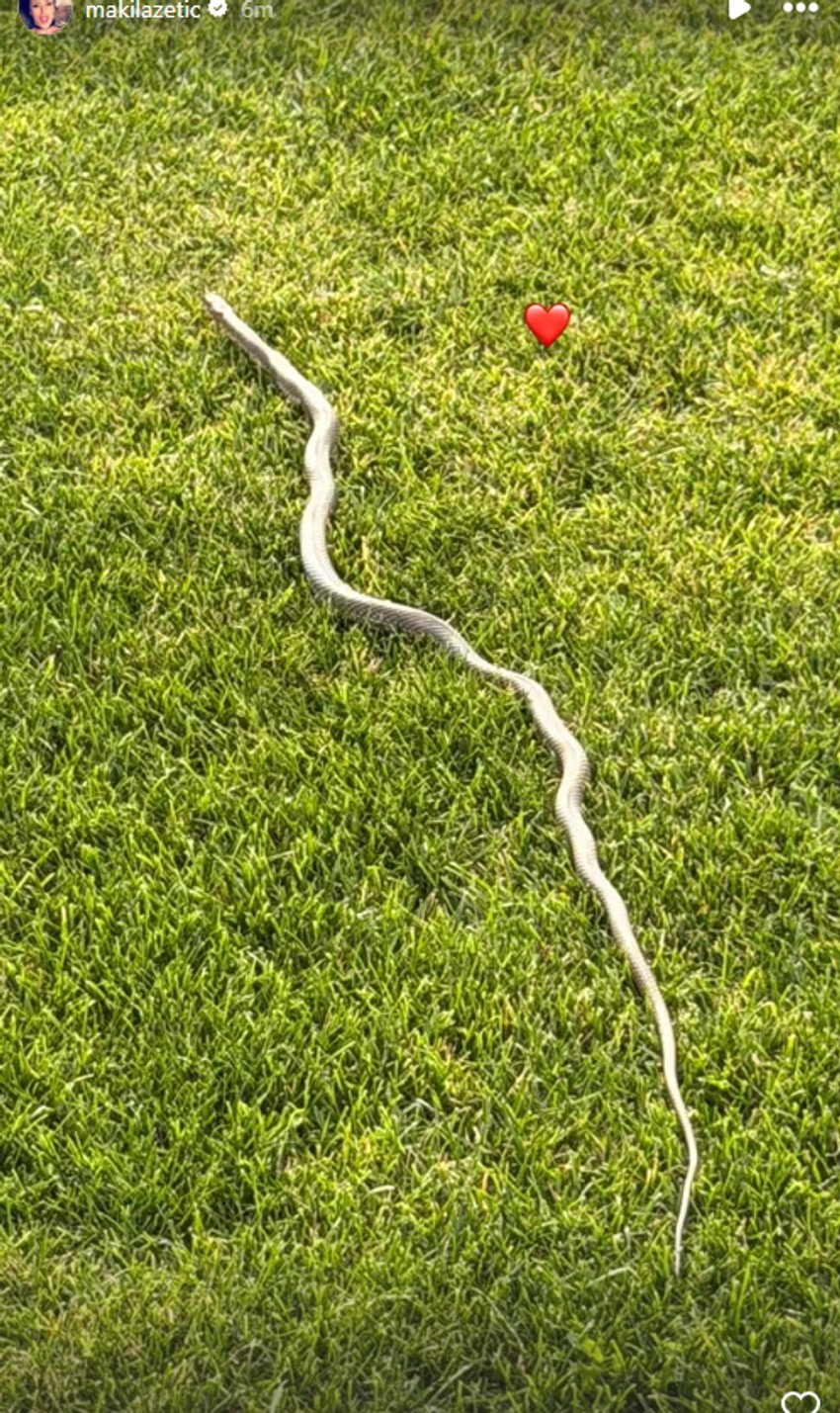 Sonja uslikala veliku zmiju