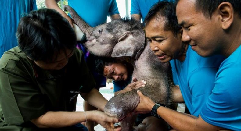 Six-month-old elephant 'Clear Sky' gets her injured foot treated by vet Padet Siridumrong (L) after a hydrotherapy session at a clinic in Chonburi province, east of Bangkok, on January 5, 2017