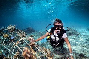 Underwater view of female diver fixing a seacrete on seabed, (artificial steel reef with electric cu