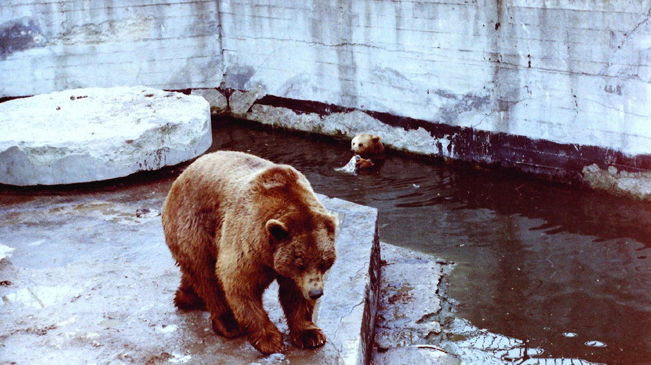 Kto zjadł konie z braniewskiego zoo?