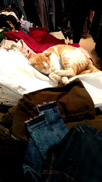Kot leżący na ubraniach w sklepie jest normą