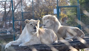 Lavovi zoo vrt