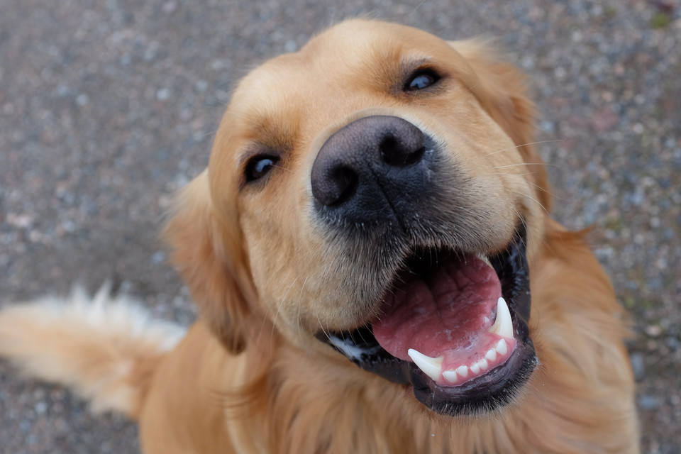 Golden retriever