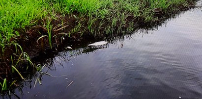 Ner jak Odra! Śnięte ryby w województwie łódzkim. Zwołano sztab kryzysowy