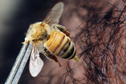 Gdzie najbardziej boli, gdy użądli pszczoła? Naukowiec sprawdził to na... sobie