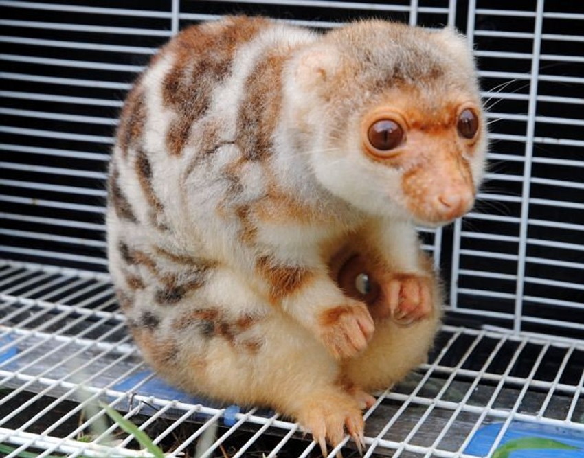 Niko ne zna šta je ovo tačno: Biće primljeno u zoološki vrt u Kini