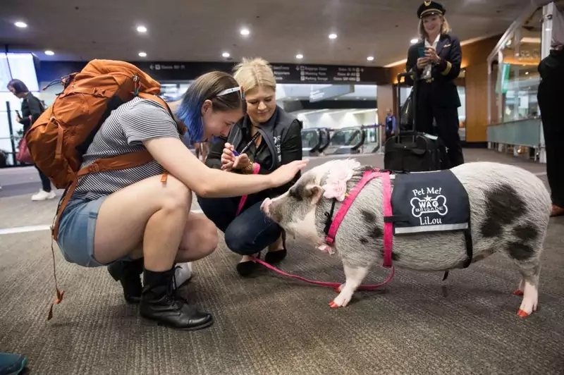 LiLou - świnka terapeutka na lotnisku w San Francisco