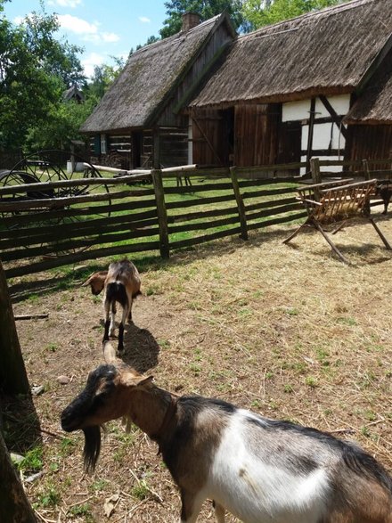 Skansen w Wolsztynie