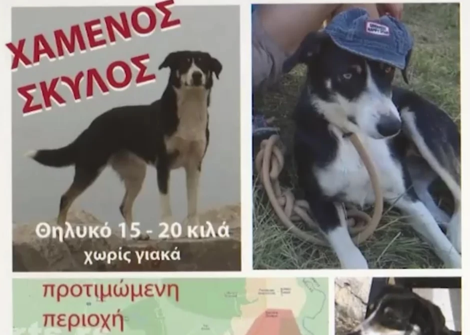 Francuski pas nestao u Grčkoj pronađen u Loznici