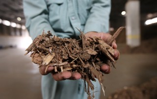 Spalanie biomasy. Czy energetyka wyjdzie z lasu?