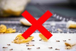 Rozsyp na grządkach i na tarasie. Mrówki nie będą problemem ani w domu, ani w ogrodzie