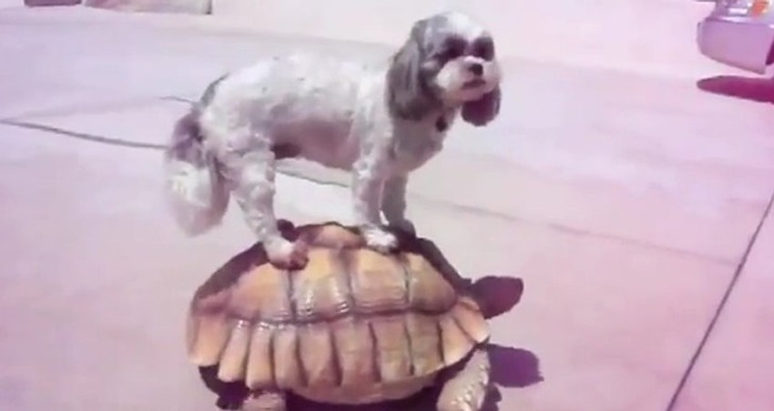 Besplatan prevoz: Pas ima bolji pogled na okolinu kad se popne na leđa kornjače