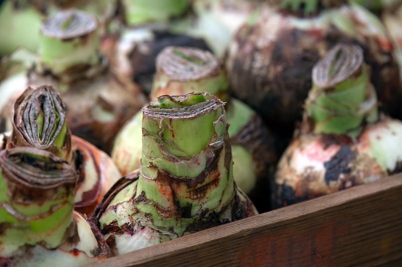 kiedy sadzić amarylis