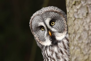 Zaczynają się sowie gody. Nocą w lesie lub parku można już usłyszeć pohukujące głośno samce